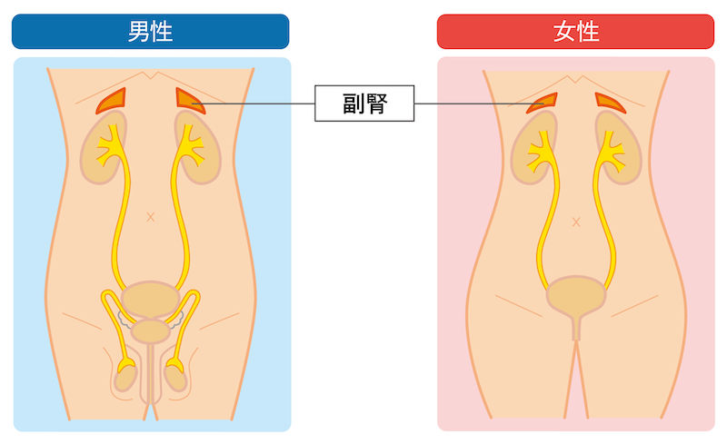 副腎